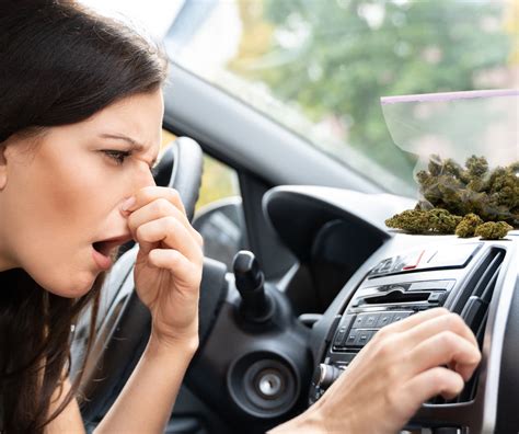 How to Get Weed Smell Out of a Car: And Why Your Car Might Smell Like a Hippie Festival